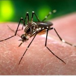 Aedes aegypti e a ZICA virus.