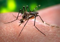 Aedes aegypti e a ZICA virus.
