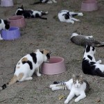 Se você tem gatos leia a matéria sobre a doença esporotricose
