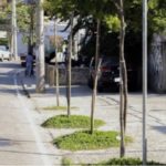 Rearborização na Freguesia: O programa perdeu fôlego!