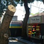 Ninguém corta uma árvore dessas sem ser visto!