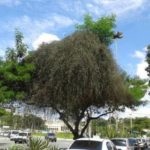 “Erva de passarinho” no Bosque e a situação hoje 27/04/2018