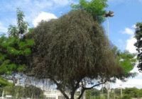 “Erva de passarinho” no Bosque e a situação hoje 27/04/2018