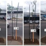 Uma ideia para fixar as plaquinhas nos locais das 180 mudas.