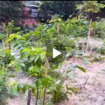 Revive Jacarepaguá se apresenta em novo vídeo